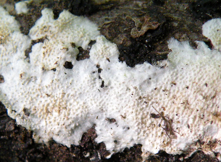 Questa  difficile... (Steccherinum sp.)